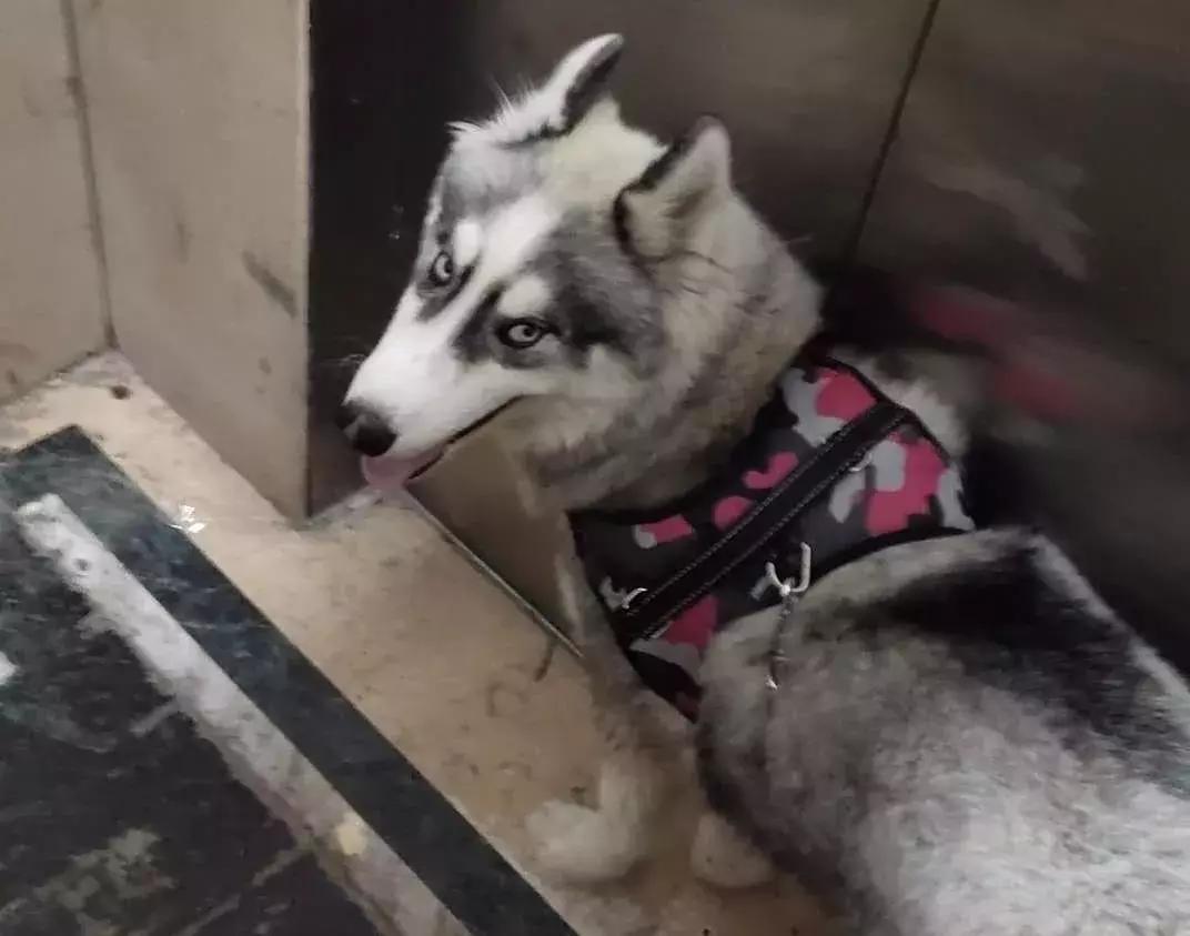 阿克苏农林牧副渔微动力果园转让 (阿克苏农林牧渔信息大全)