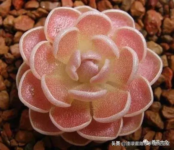 100种常见花卉植物图谱,100种花卉素描图谱