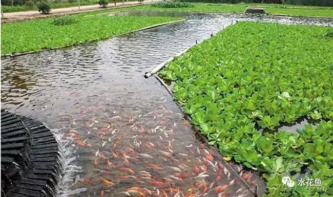 水产养殖水质评价标准,水产养殖水质怎么查看的