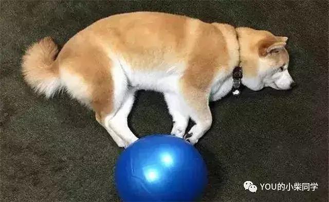 柴犬常见的几大心理疾病,柴犬有关的病