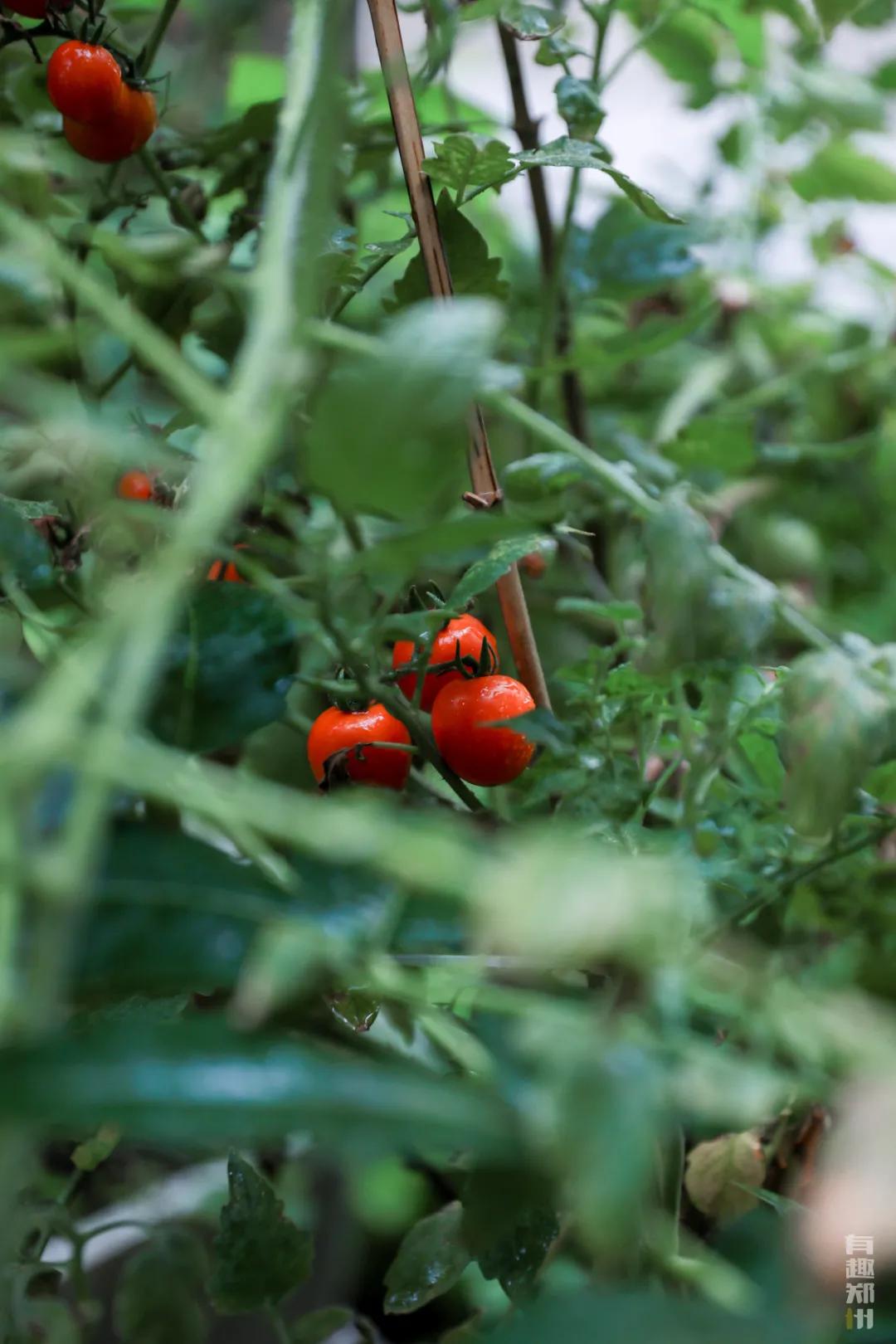 北街13号咖啡馆,隐藏在巷子里的一家复古咖啡店