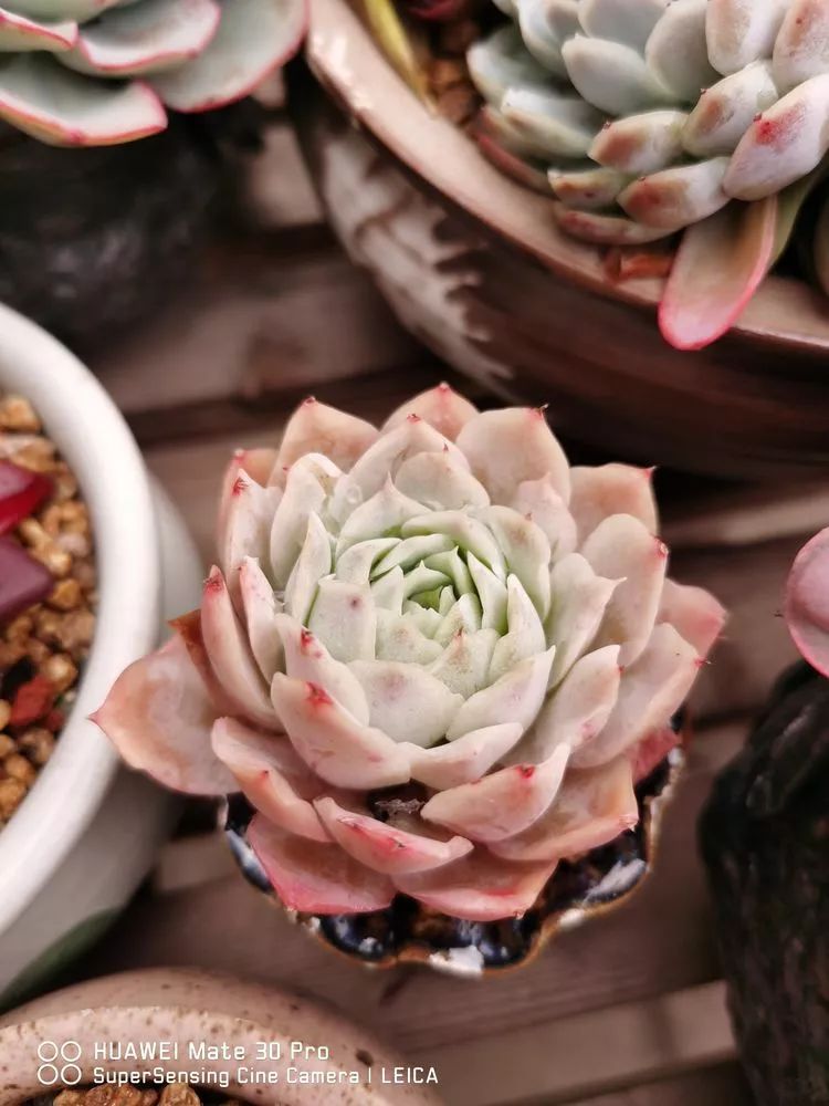 冬日如何更好地养多肉,冬天可以户外养护的多肉