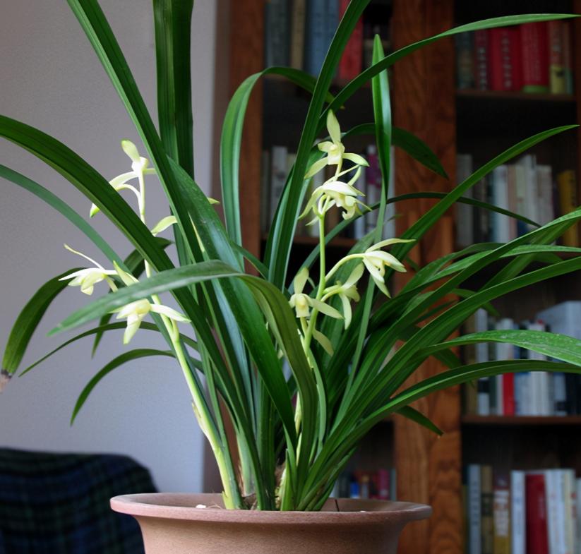 此兰被誉为国兰双圣,此兰