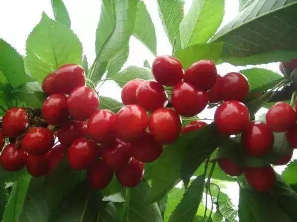 陕西樱桃采摘园大樱桃,西安樱桃采摘基地推荐