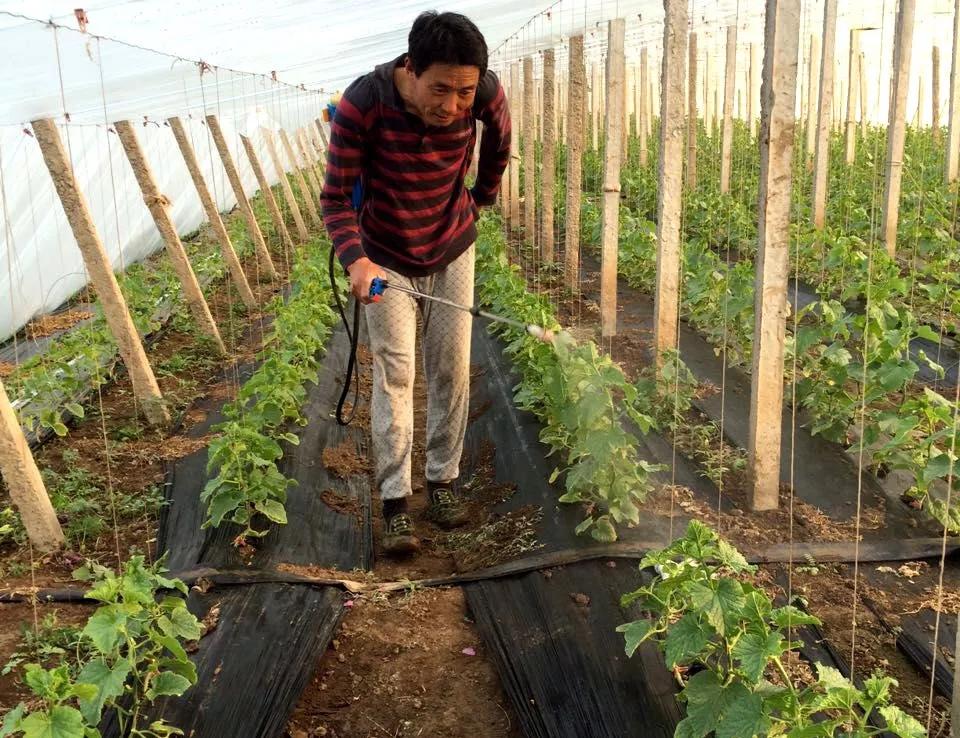 种西瓜黑地膜好还是白地膜好,春季用黑地膜好还是白地膜好