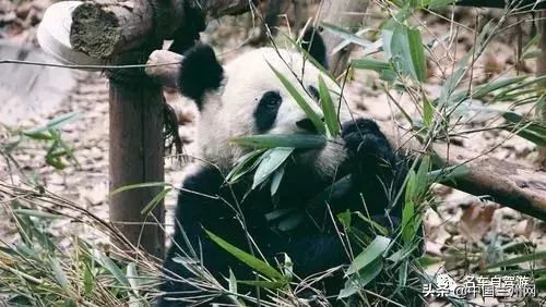 兰州到甘谷绿巨人开通时间,兰州至上海绿巨人