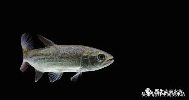 超大黄金河虎鱼,野生黄金河虎鱼