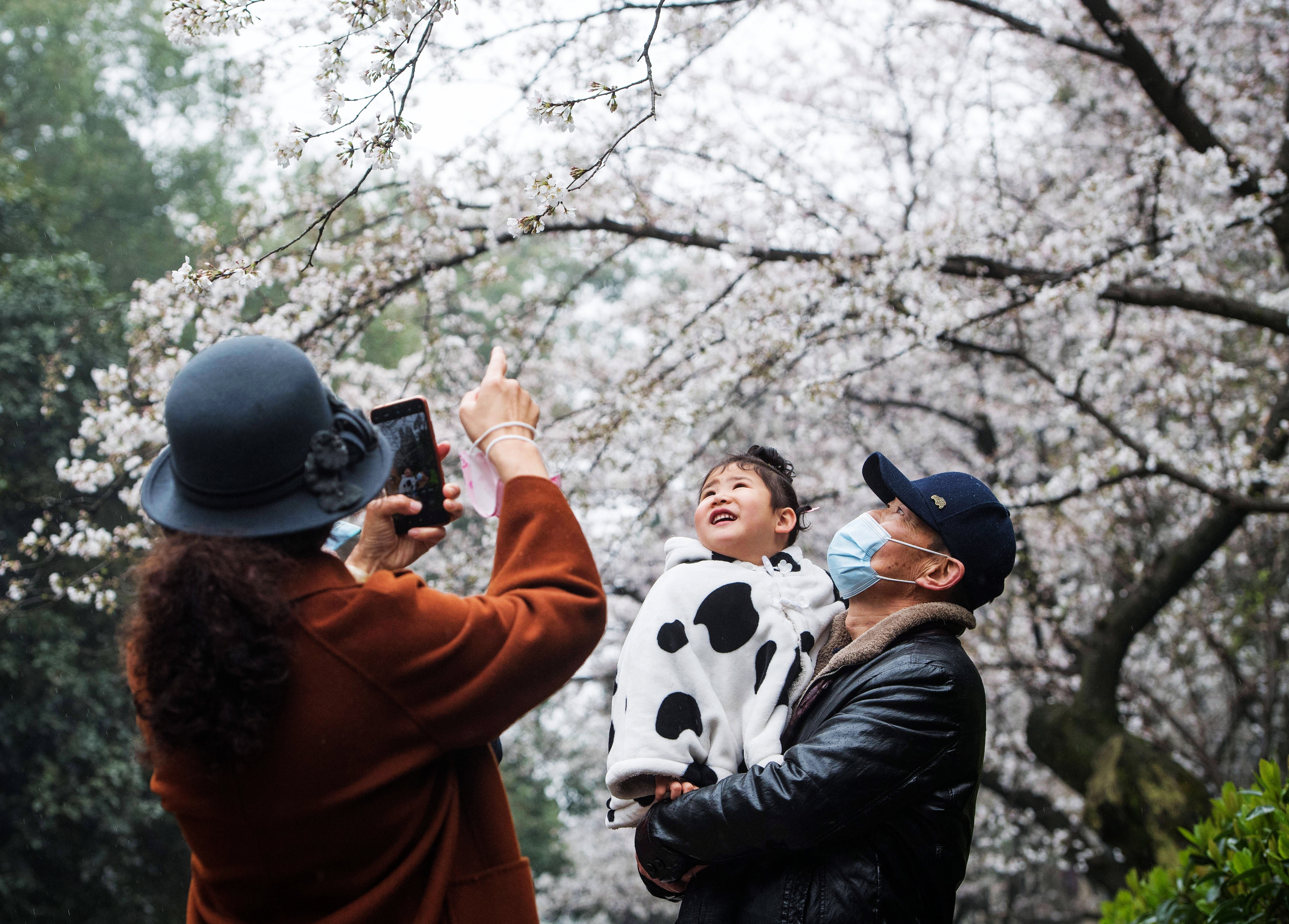 武大樱花的特别之处,武大樱花与南京樱花哪个好看