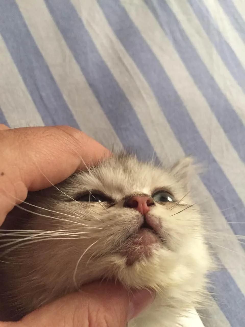 十年老猫舍深谈，如何发现，应对，治疗《猫藓》