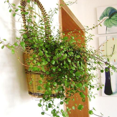 悬挂养的植物,适合室内养的悬挂植物