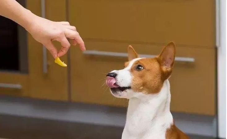 如何正确教育狗狗好习惯,教育护食的狗狗