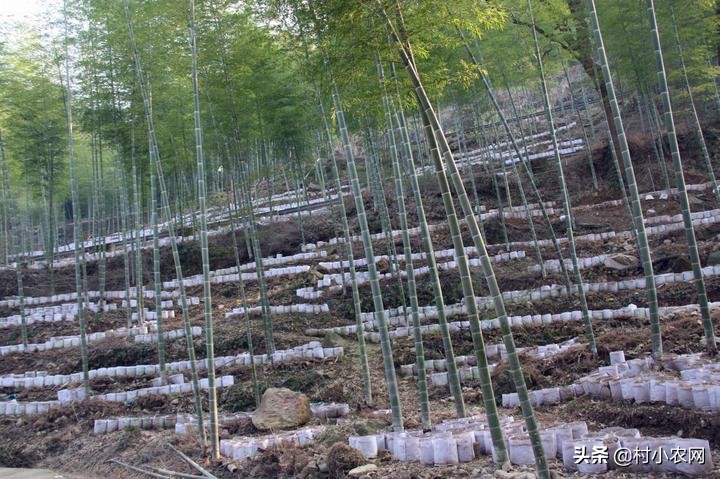 做杂粮煎饼生意一年能挣多少钱,怎么创业做煎饼店铺赚钱