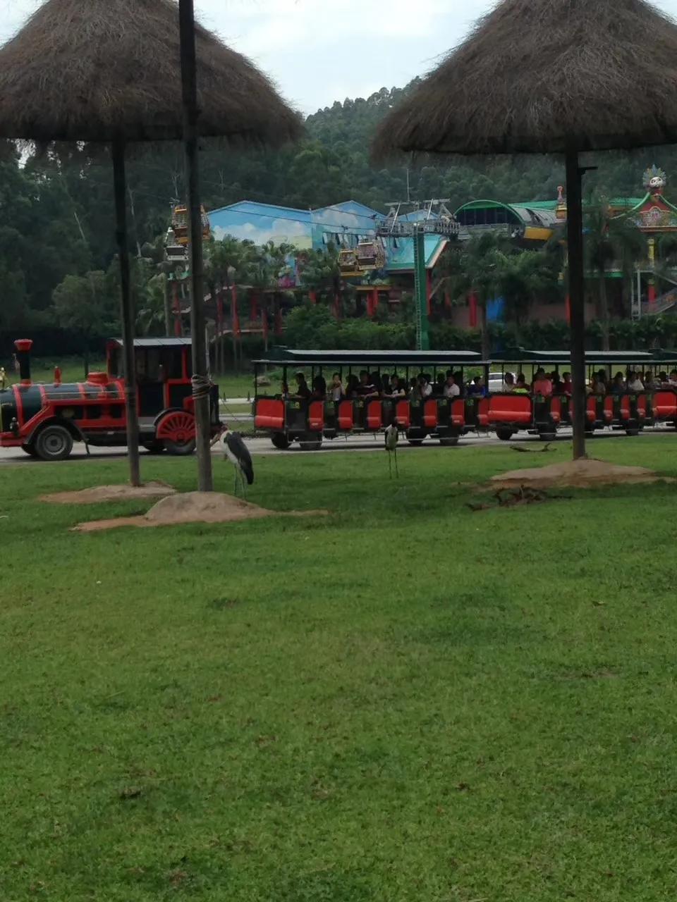 广州长隆野生动物世界游记300字,广州长隆野生动物园游记