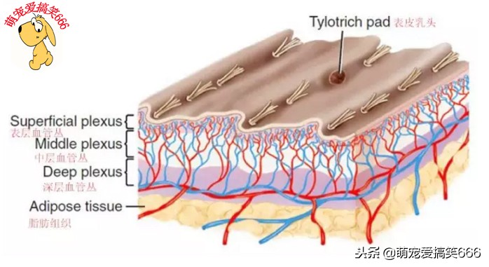 狗狗浴液博美专用,狗狗浴液可以用什么代替