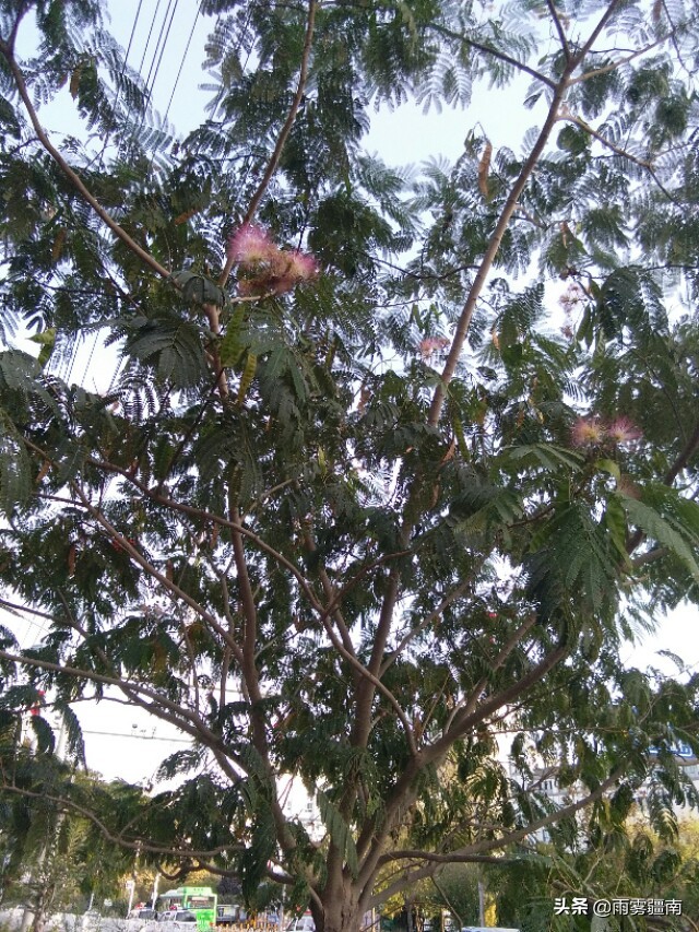 读古诗词，赏阿图什*欢合**花