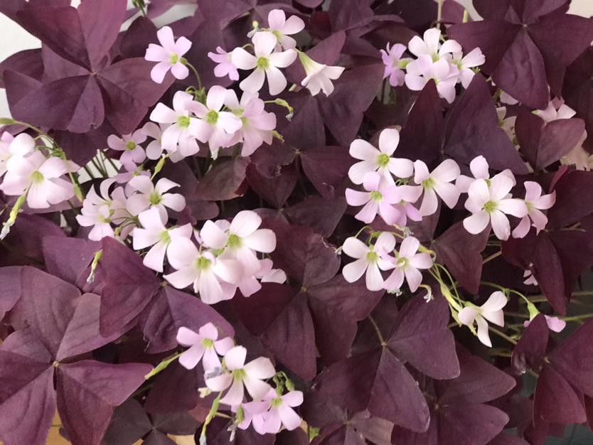 一个小“蒜瓣”,沾土就开花,一平方能养一百盆,生崽一大窝