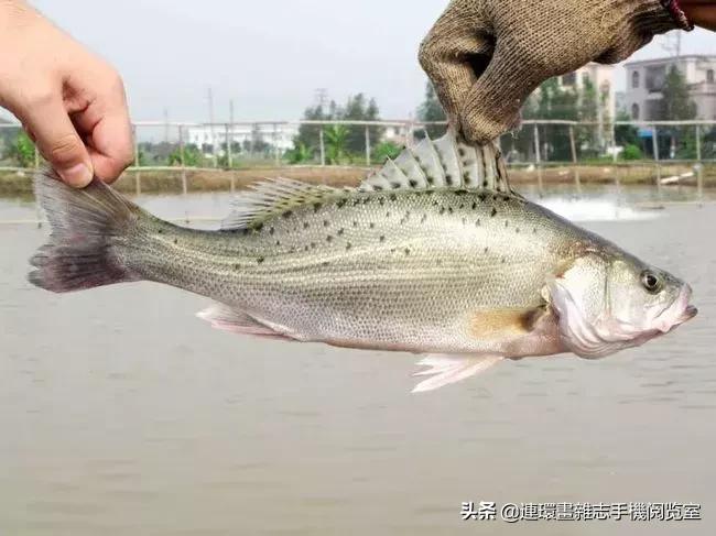 海鲜市场买什么最划算,海鲜市场里买什么鱼好吃