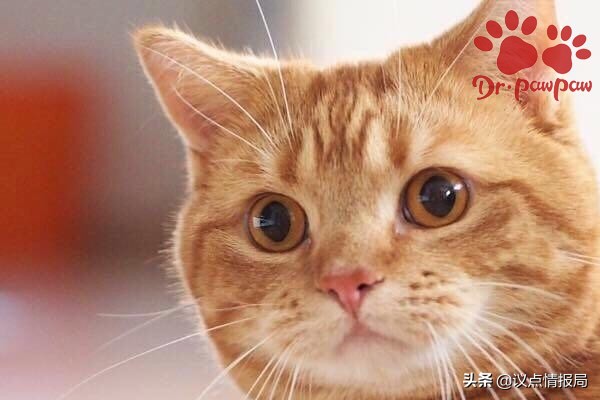 普安特：满足6点就是猫咪肝炎哪些情况会导致猫咪患上肝炎？