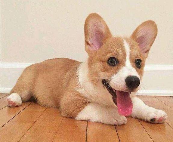 柯基犬如何看聪明不聪明,如何科学养一只柯基犬呢