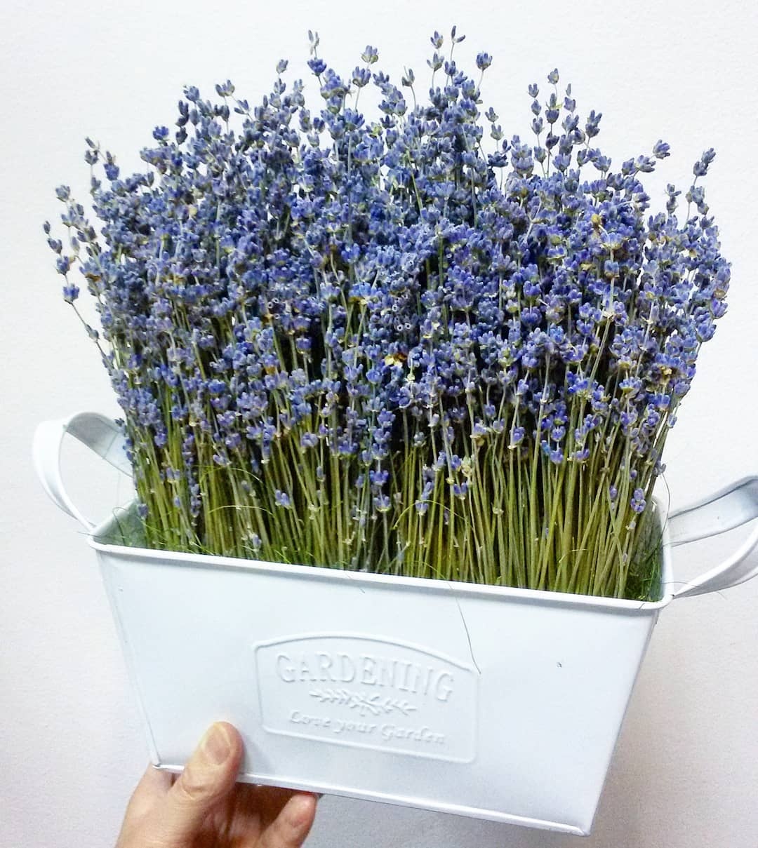 薰衣草好物,薰衣草可以促进头发生长吗