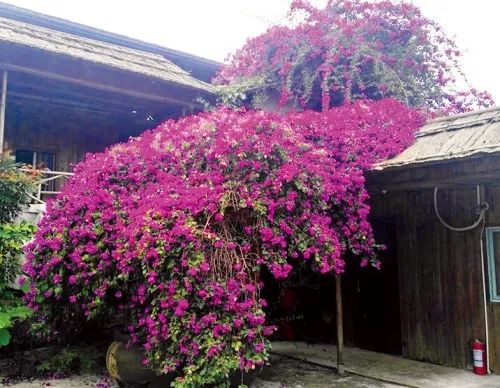 三角梅长蚜虫用哪种吡虫啉,三角梅有蚜虫用除虫剂几天喷一次