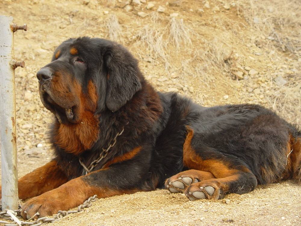 藏獒为什么被城市列为禁养犬种,世界上藏獒最凶猛的犬类是什么