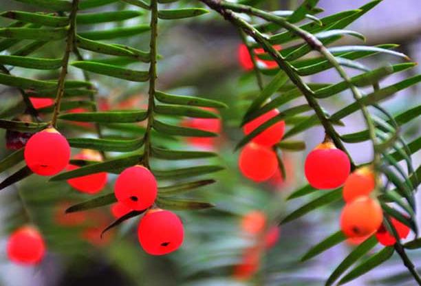 夏季红豆杉叶子发黄枯萎还能救活,红豆杉叶子发干怎么办