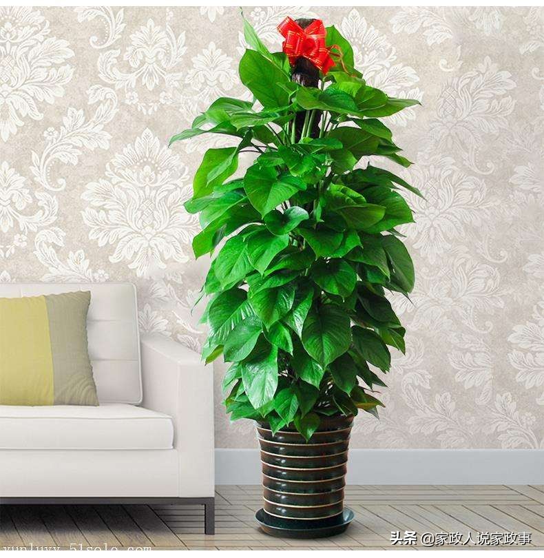 适合家庭摆放的大型绿植,推荐几种在家里摆放的绿植