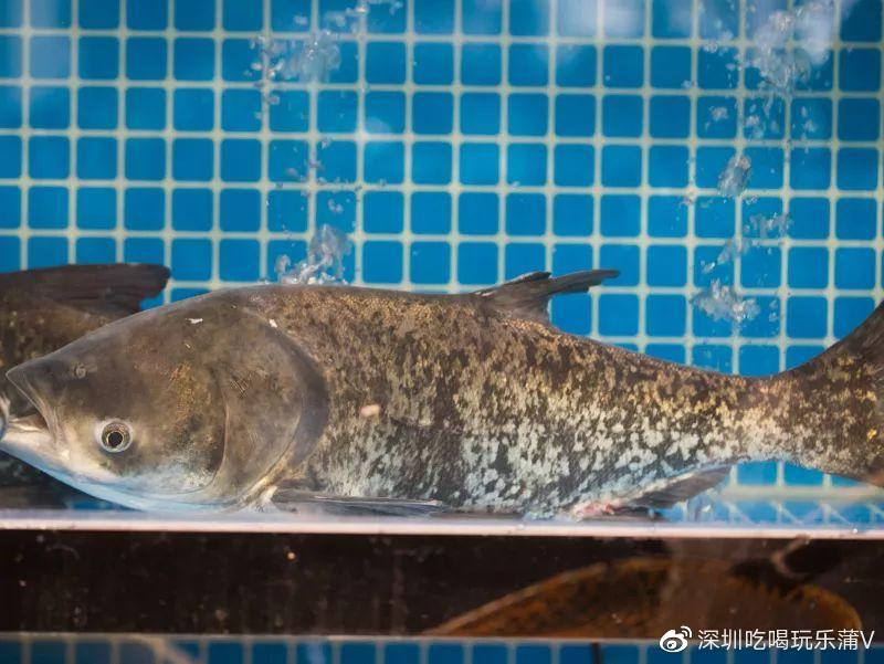 宝安人的顺德饭堂,生蚝用木桶蒸,还加黑松露
