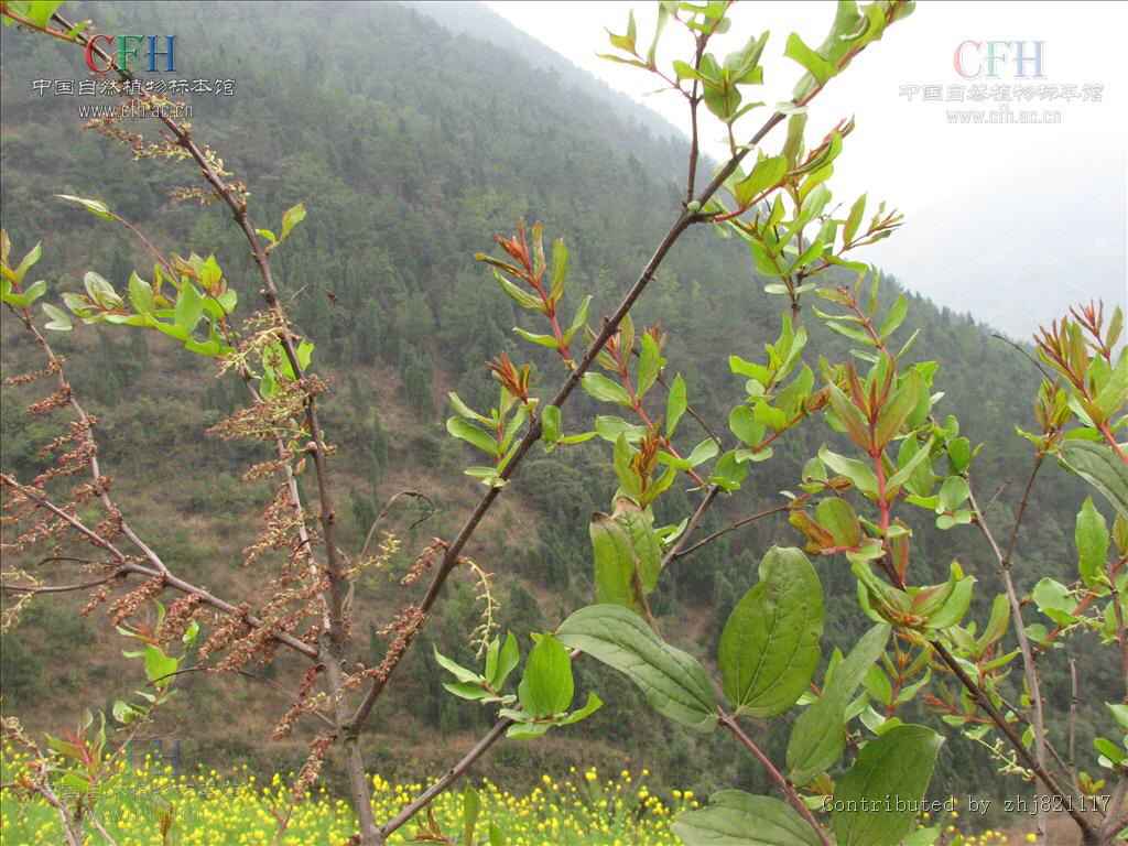 中药材桑叶,马桑叶别名