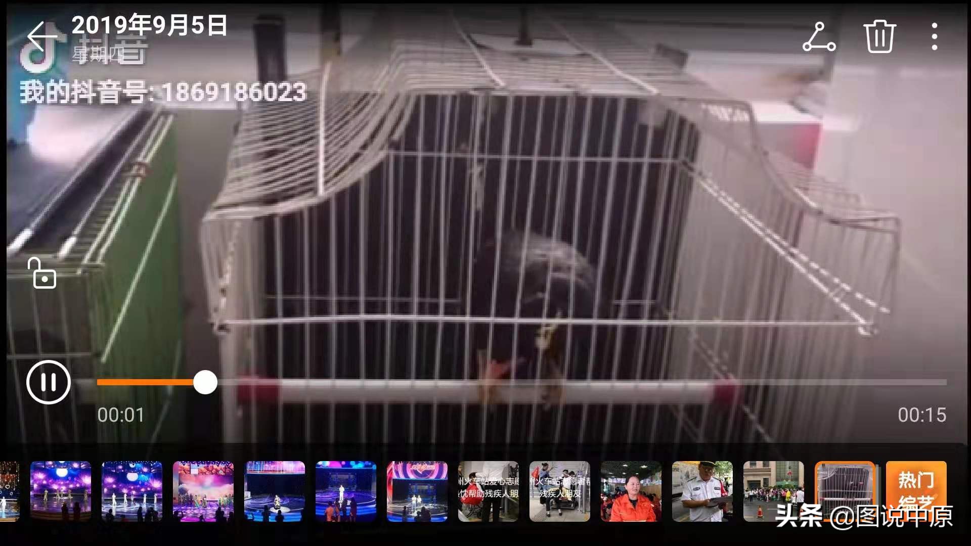 鹩哥飞走了怎么能让它回家呢,鹩哥飞走了认路回来吗