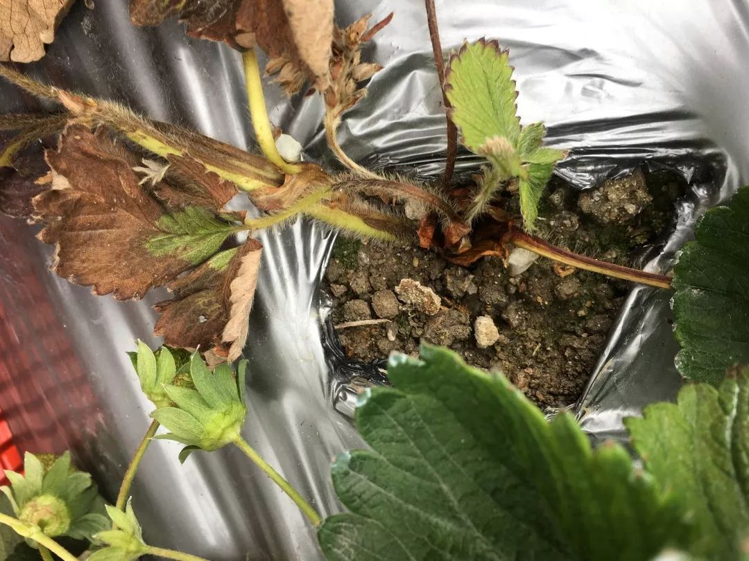 草莓移栽后死苗是什么原因,草莓预防死苗灌根最佳配方