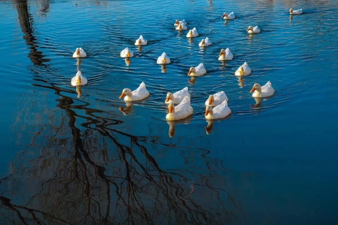 春日已至愿山河无恙人间皆安,愿山河无恙人间皆安的古诗句
