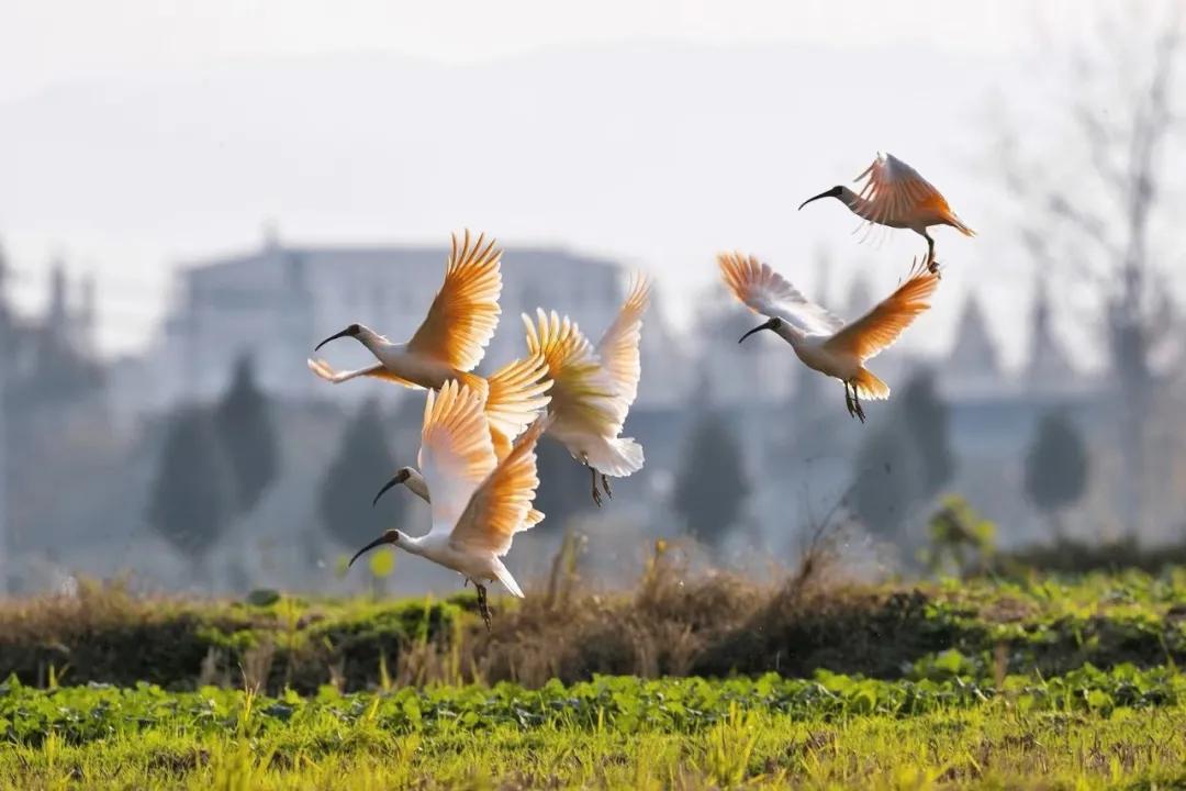 油菜花风景点,罗平县小油菜花