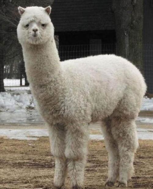 鐤儏鏈熼棿缇庡浗缃戠孩,鏂板啝鐤儏缇庡浗缃戠孩