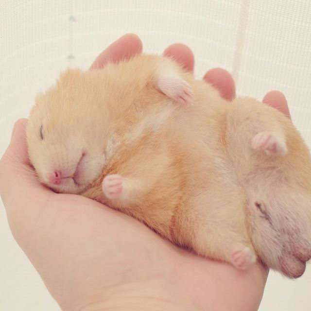 仓鼠玩累了倒头就睡，为确保鼠鼠睡眠充足，还请饲主“手下留情”