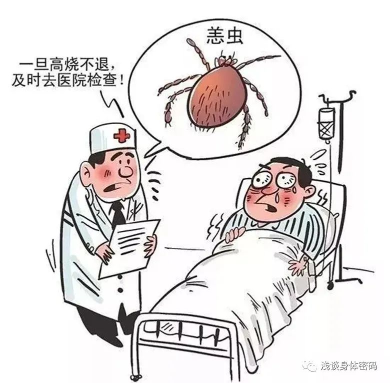 草丛杀手是什么,草丛里的蜱虫是什么