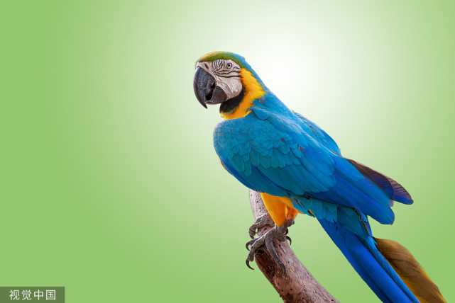 鹦鹉感冒怎么治疗最好,鹦鹉感冒症状有哪些