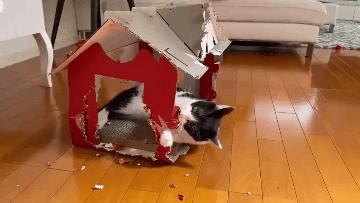 银白高地猫为什么不建议养,曼基康矮脚猫为什么不建议养