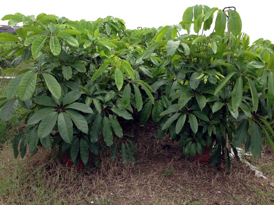 如何区分发财树和招财树，油苁蓉与肉苁蓉一样吗？