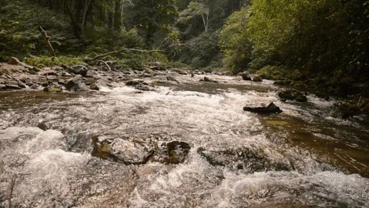 新生代黑马之百花潭!汤香蕴郁百花香,世外桃源的茶,一喝就沉醉