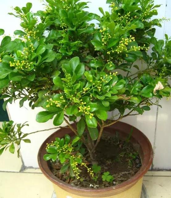 种植花草的营养土是怎么弄出来的,新手养花怎么用营养土最好