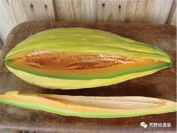 四川适合种植哈密瓜甜瓜品种,甜瓜种植技术新疆哈密瓜
