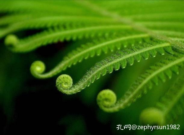 在孔网这片广袤的森林中，有哪些买家深深扎根？