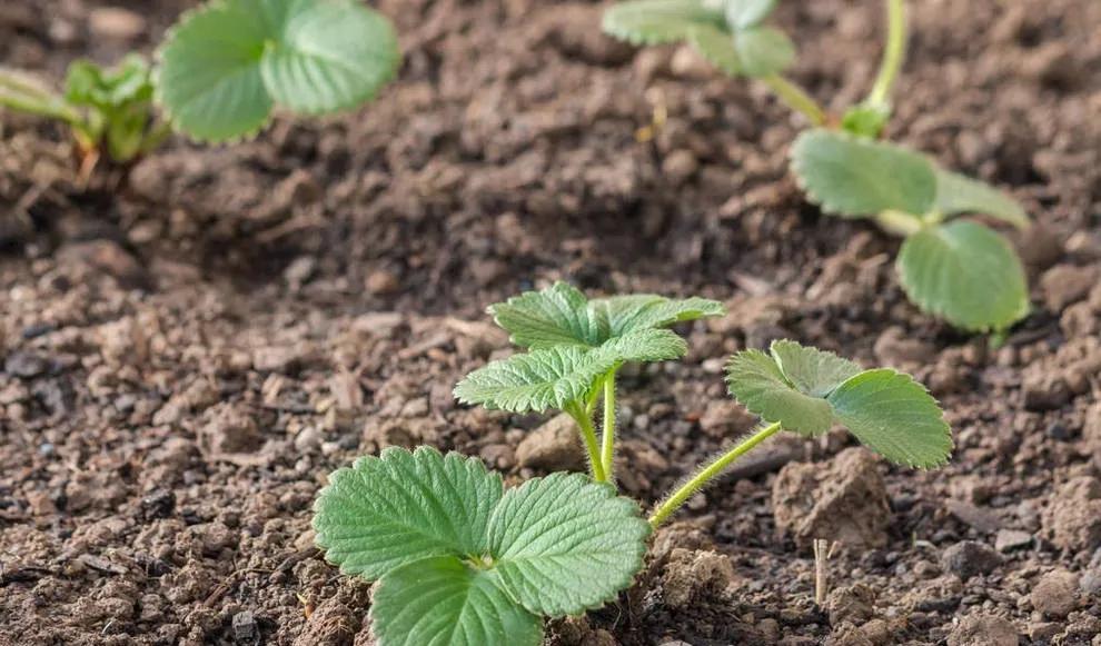 移栽完蔫了正常不,移栽后部分苗子长得慢为什么