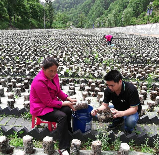 神奇黑木耳,超级神奇的木耳