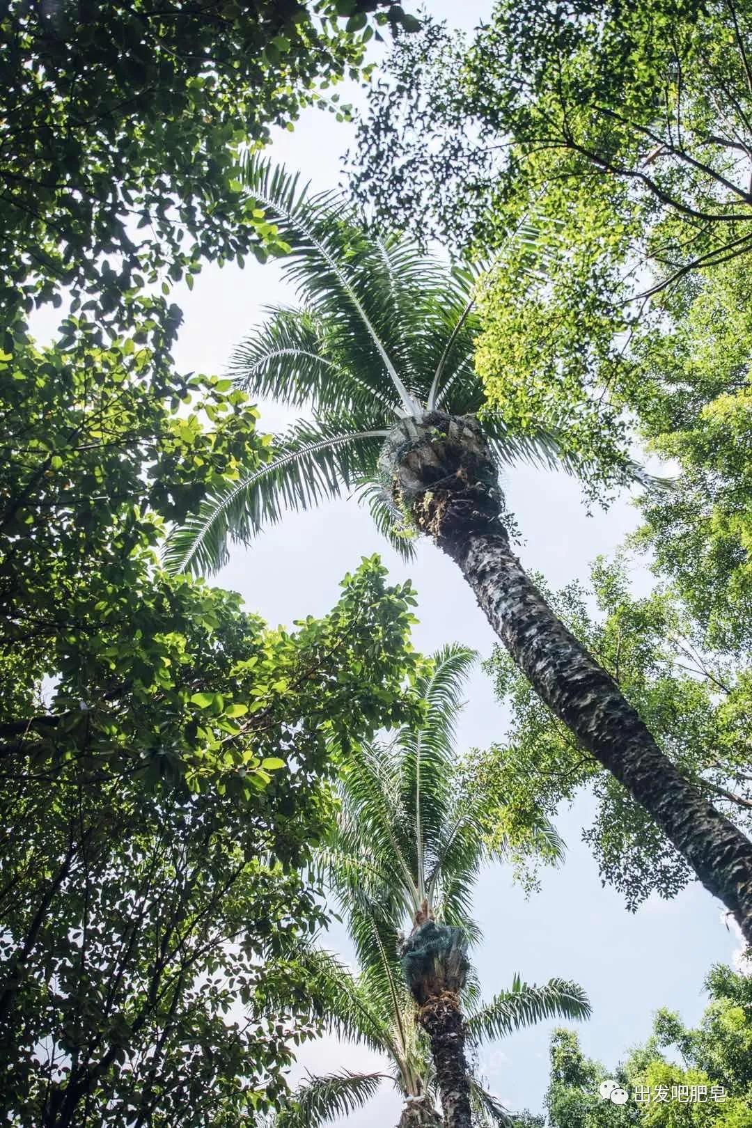 长隆飞鸟乐园长隆熊猫酒店怎么选,周一长隆野生动物园游玩攻略
