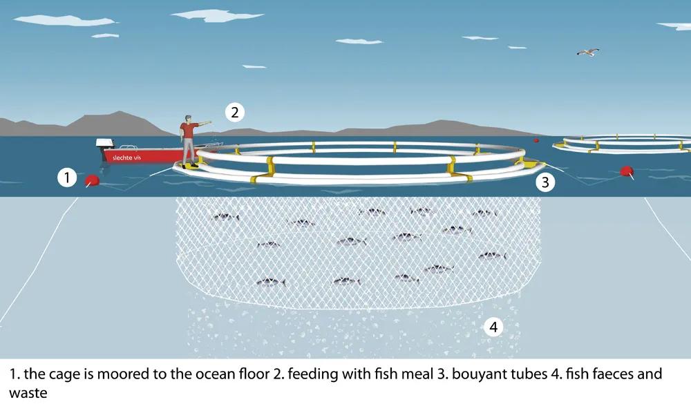 挪威华人谈谈三文鱼事件