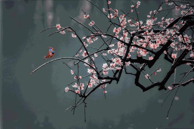 无论野马烈夫 杨花投胎女子 共枕一夜永不背叛