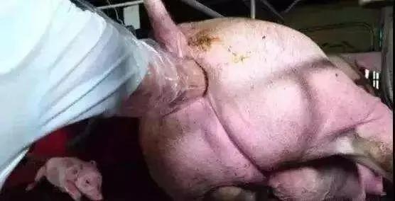 猪场用缩宫素有什么危害,缩宫素什么时候给猪用最好